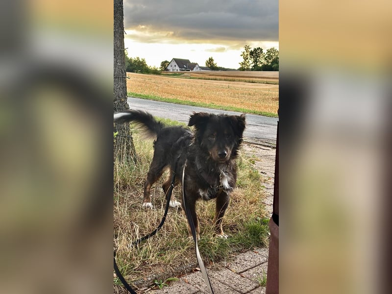 Verschmuster, Collie ähnl. Rüde, 35cm, 6Jahre, gepflegt, stubenrein