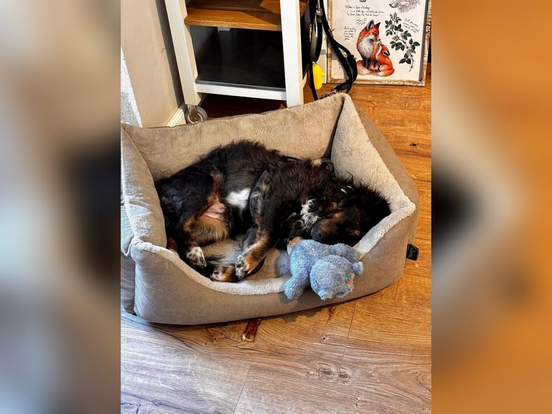 Verschmuster, Collie ähnl. Rüde, 35cm, 6Jahre, gepflegt, stubenrein