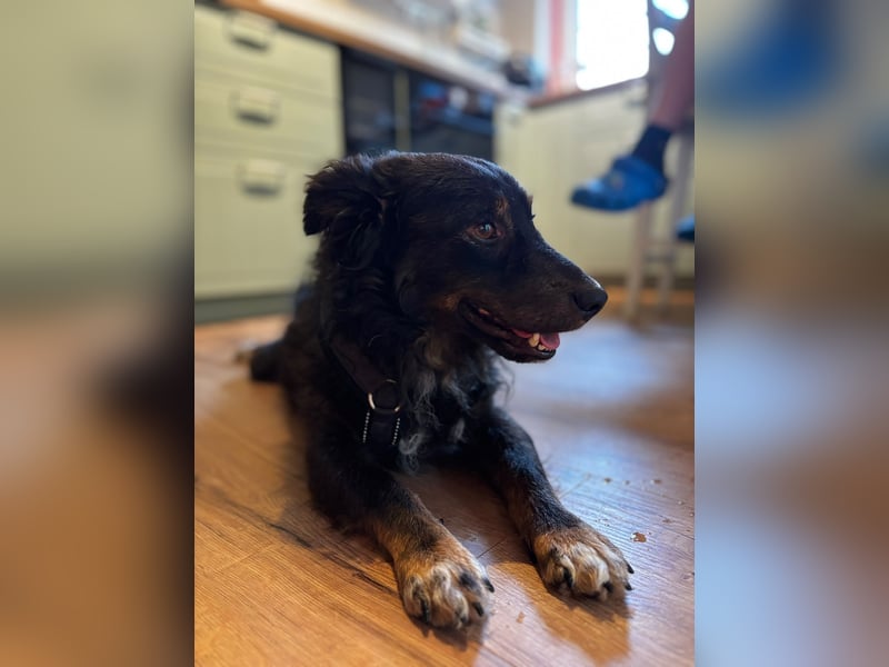 Verschmuster, Collie ähnl. Rüde, 35cm, 6Jahre, gepflegt, stubenrein
