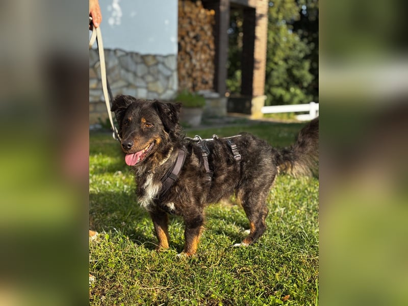 Verschmuster, Collie ähnl. Rüde, 35cm, 6Jahre, gepflegt, stubenrein