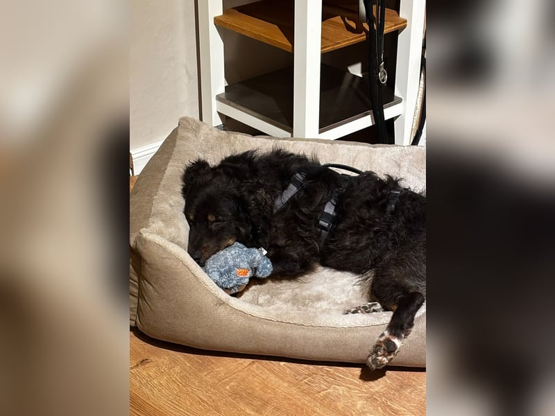 Verschmuster, Collie ähnl. Rüde, 35cm, 6Jahre, gepflegt, stubenrein