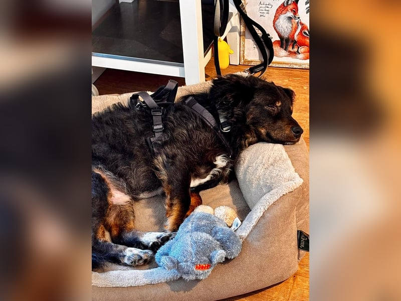 Verschmuster, Collie ähnl. Rüde, 35cm, 6Jahre, gepflegt, stubenrein