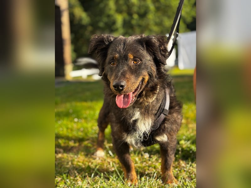 Verschmuster, Collie ähnl. Rüde, 35cm, 6Jahre, gepflegt, stubenrein