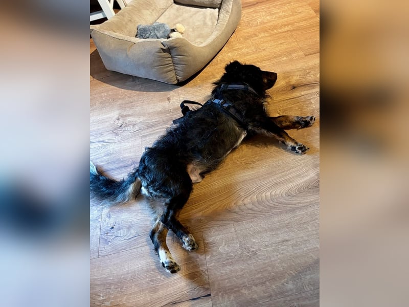 Verschmuster, Collie ähnl. Rüde, 35cm, 6Jahre, gepflegt, stubenrein