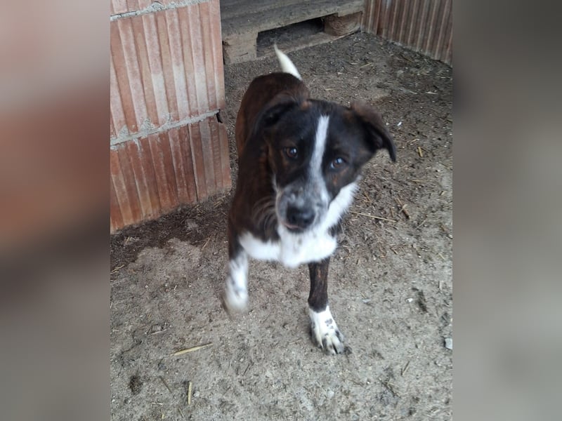 Paul - ein Hundekind auf der Tötungsliste