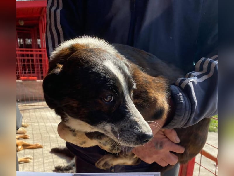 Paul - ein Hundekind auf der Tötungsliste