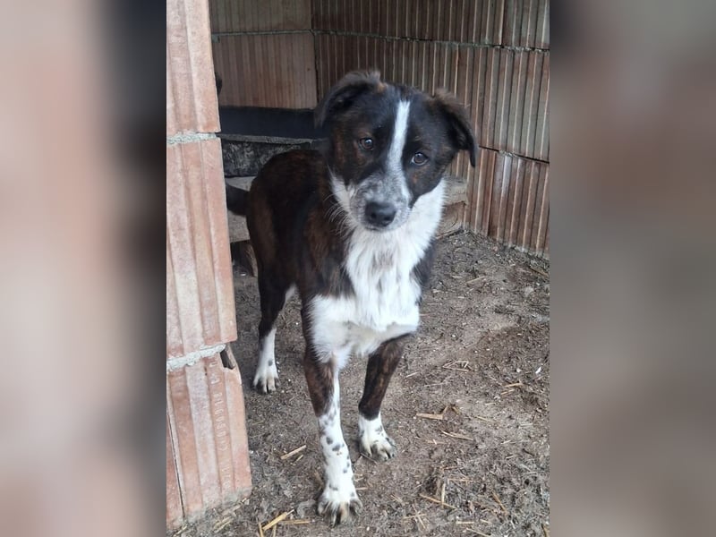 Paul - ein Hundekind auf der Tötungsliste