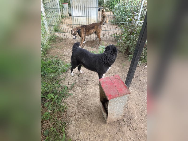 Susa - sucht aktive Menschen