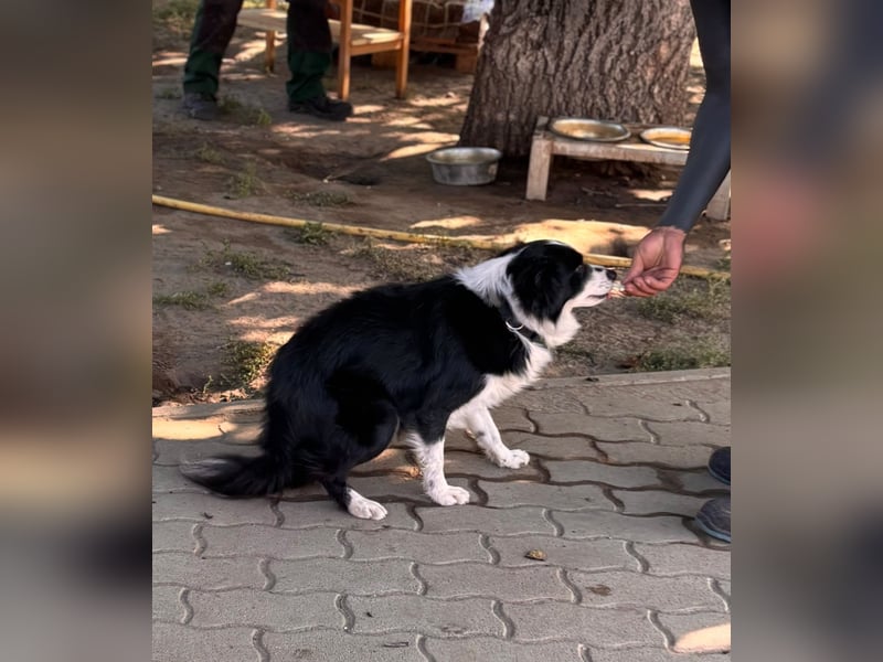 Volli-Pötyi – Sanfter Border-Mix sucht ein Herz auf vier Pfoten 