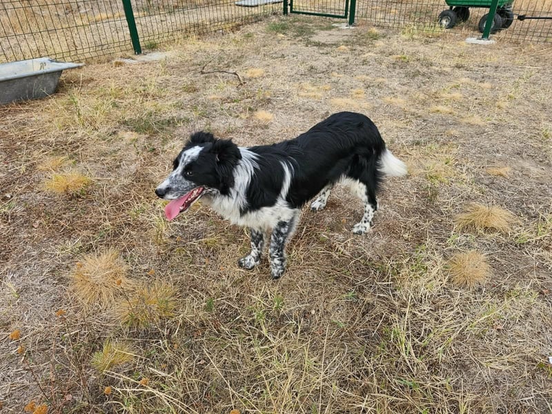 Nessa, geboren 01.10.2025, 43cm sucht ihr Zuhause