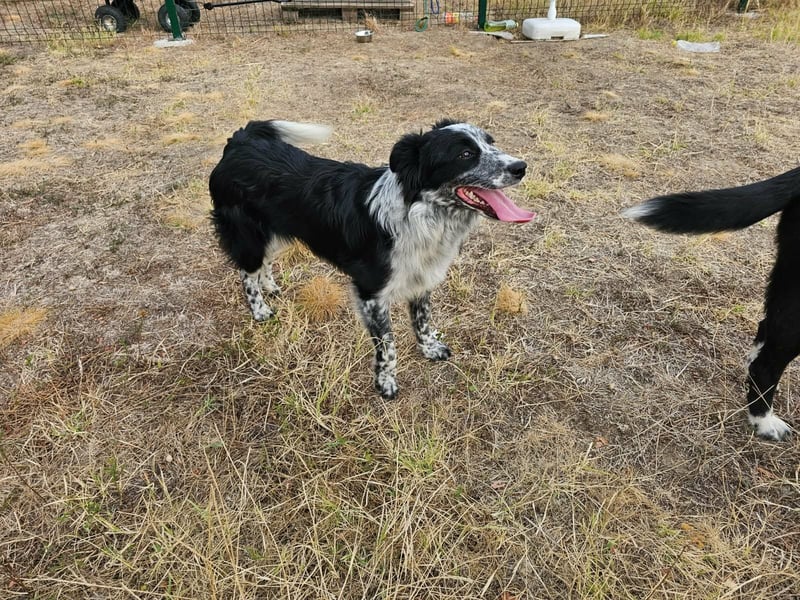 Nessa, geboren 01.10.2025, 43cm sucht ihr Zuhause