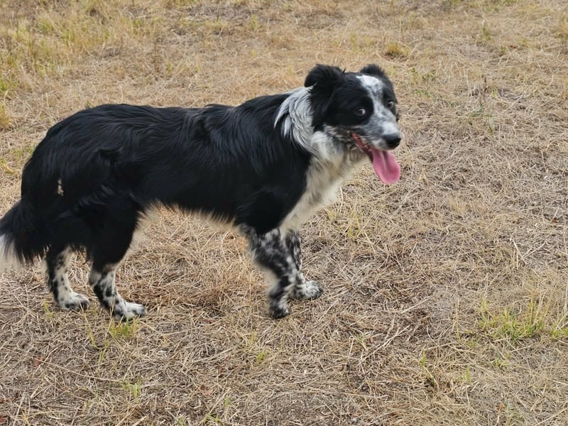 Nessa, geboren 01.10.2025, 43cm sucht ihr Zuhause