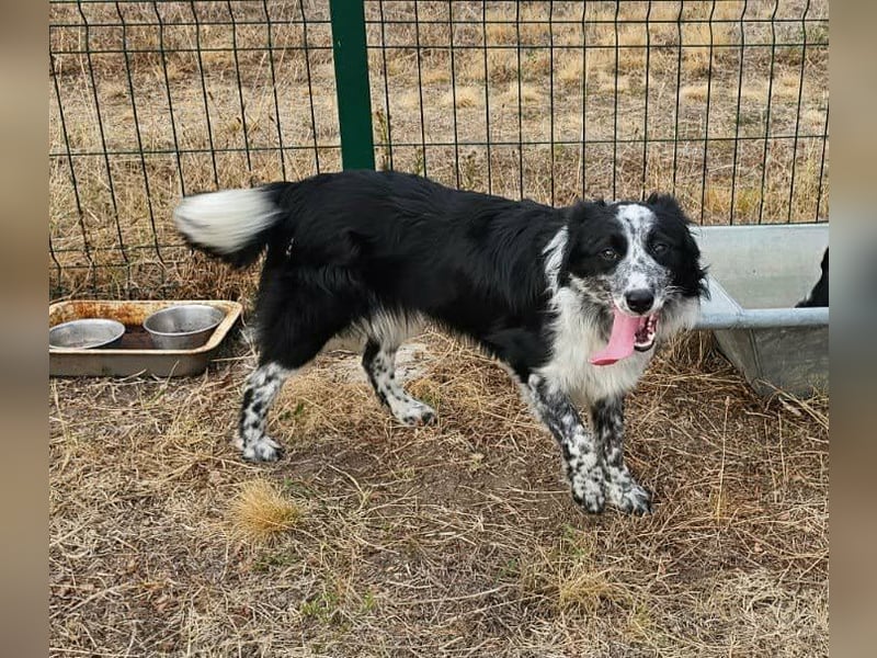 Nessa, geboren 01.10.2025, 43cm sucht ihr Zuhause