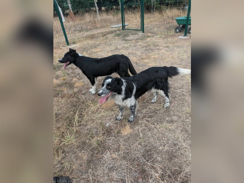 Nessa, geboren 01.10.2025, 43cm sucht ihr Zuhause
