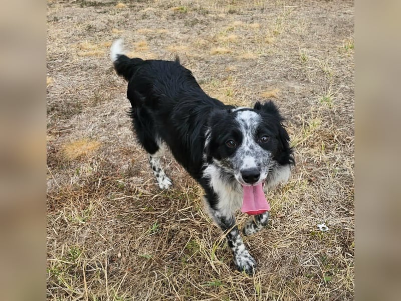 Nessa, geboren 01.10.2025, 43cm sucht ihr Zuhause
