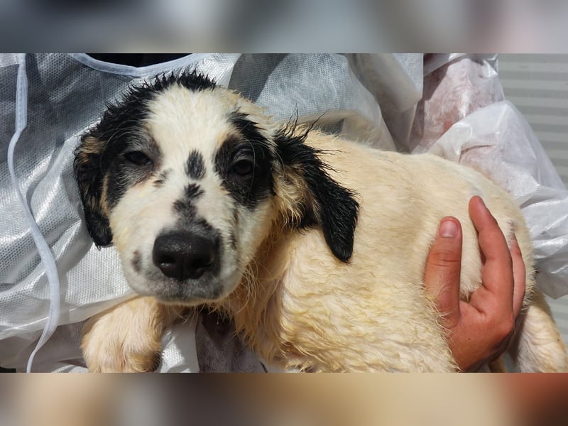 Jacco: kleiner Schelm sucht Körbchen