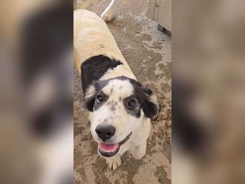 Jessy: aufgeweckte Zuckerschnute
