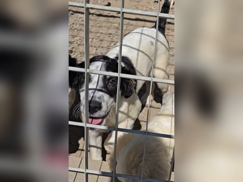 Joschi: kleiner Fratz sucht Kuschelplatz