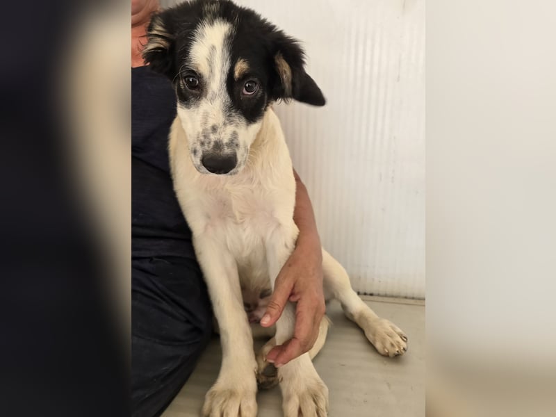 Joschi: kleiner Fratz sucht Kuschelplatz