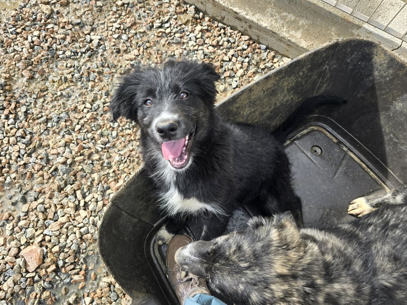 Pumba: kleines Herz sucht großes Glück