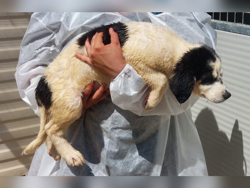 Joschi: kleiner Fratz sucht Kuschelplatz