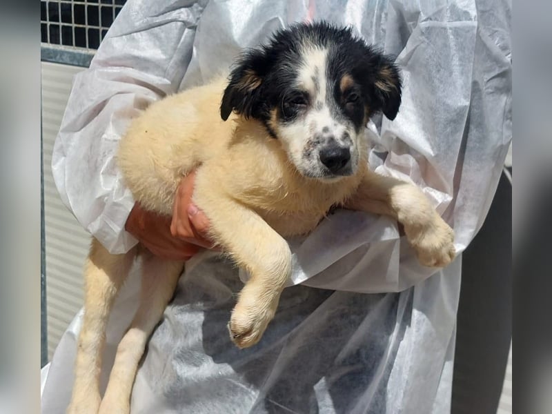 Joschi: kleiner Fratz sucht Kuschelplatz