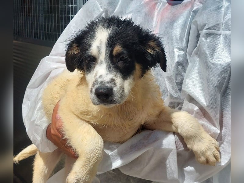 Joschi: kleiner Fratz sucht Kuschelplatz