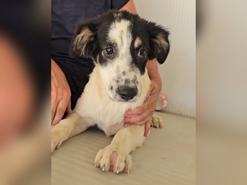 Joschi: kleiner Fratz sucht Kuschelplatz