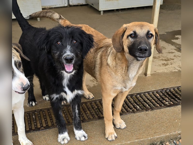 Pumba: kleines Herz sucht großes Glück