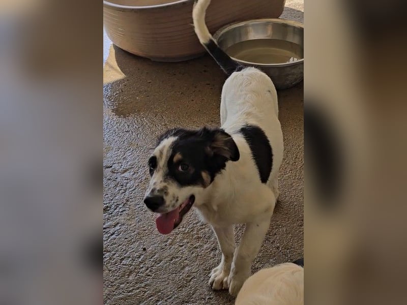 Joschi: kleiner Fratz sucht Kuschelplatz
