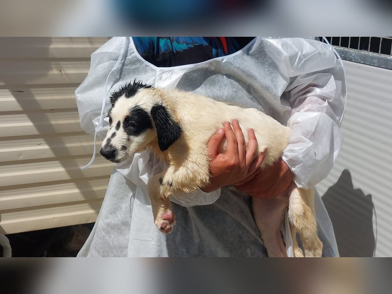 Jacco: kleiner Schelm sucht Körbchen