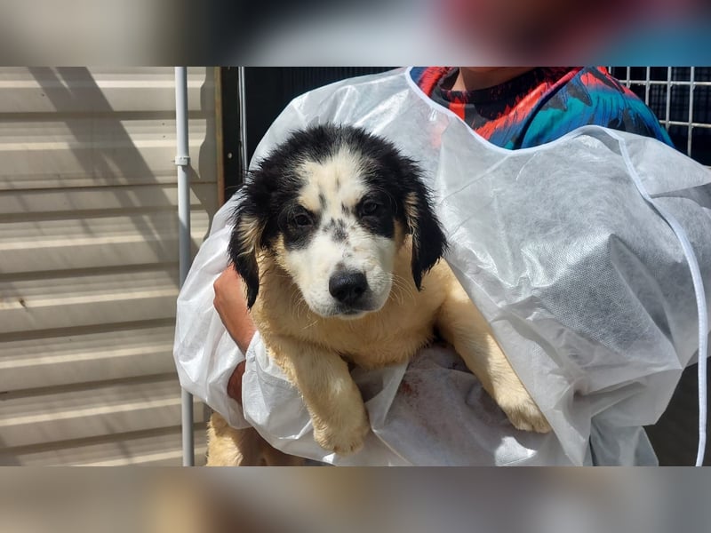 Jessy:  Welpenmädchen suchen ihr Glück