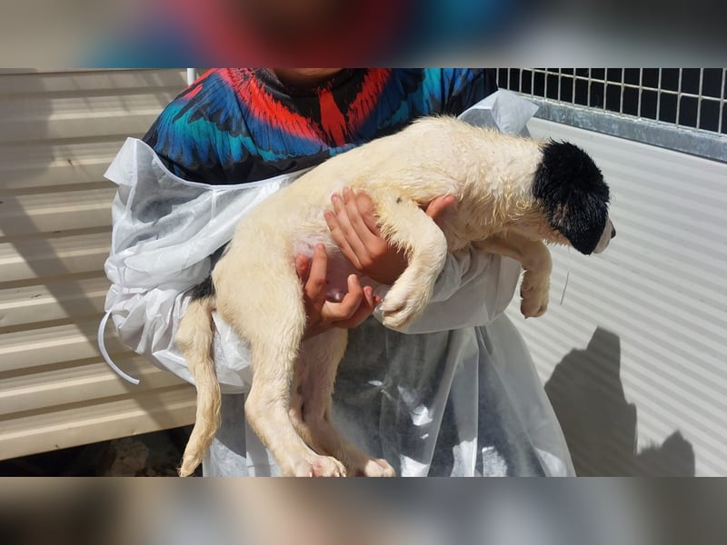 Jacco: kleiner Schelm sucht Körbchen