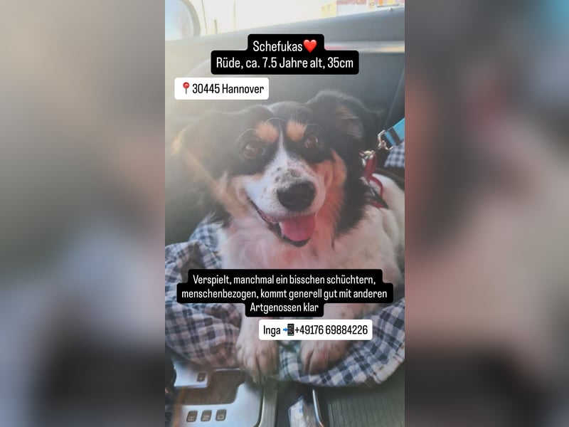 Verspielter Schefukas