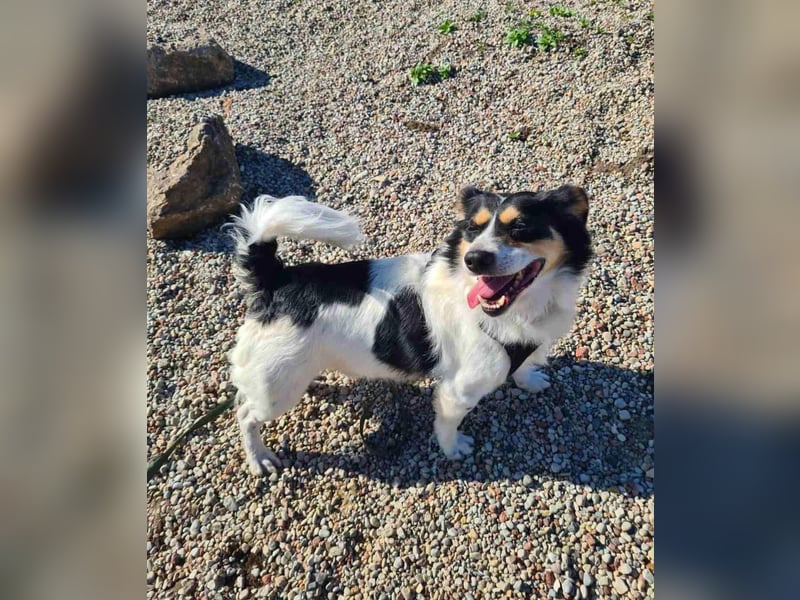 Verspielter Schefukas