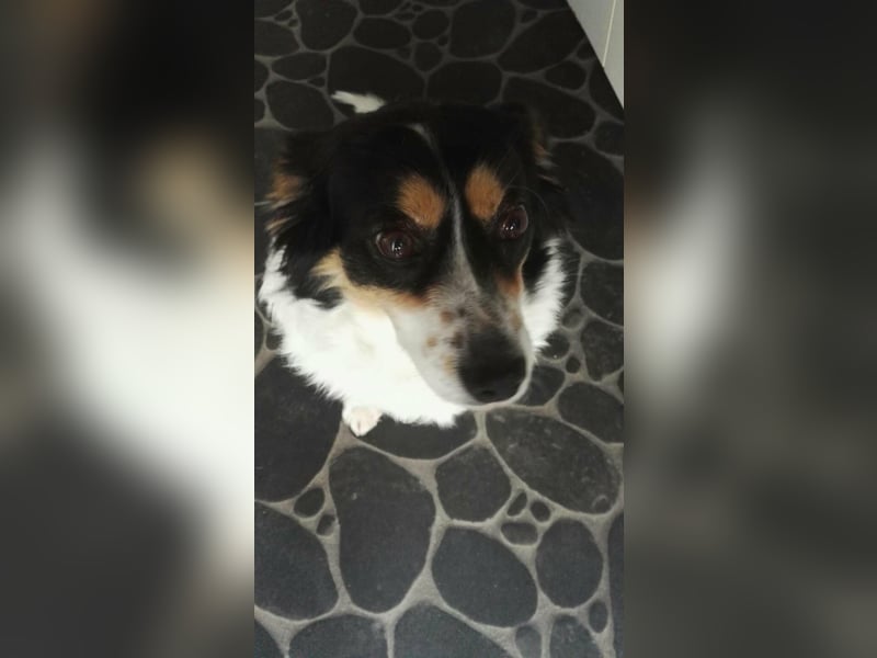 Verspielter Schefukas