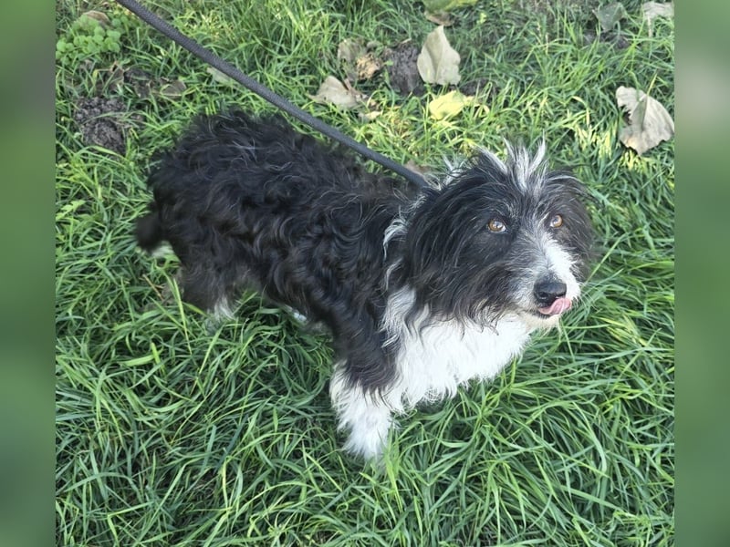 Birdie - Potential zum Familienhund
