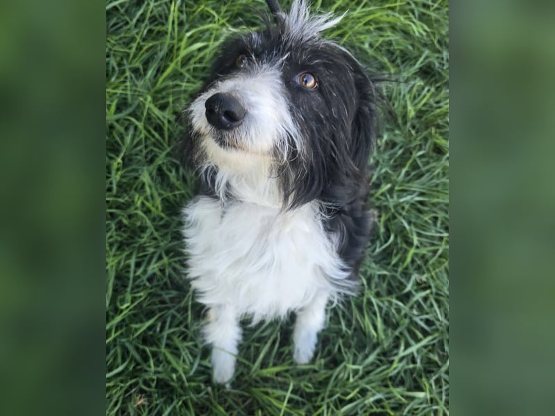 Birdie - Potential zum Familienhund