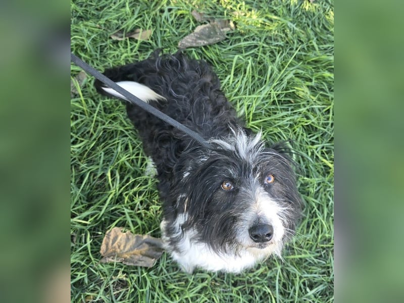 Birdie - Potential zum Familienhund