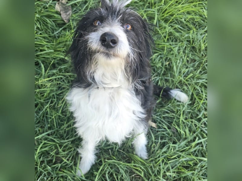 Birdie - Potential zum Familienhund
