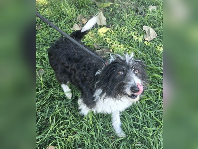 Birdie - Potential zum Familienhund