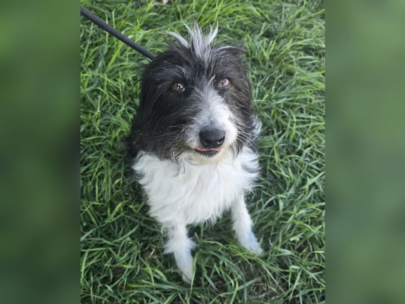 Birdie - Potential zum Familienhund
