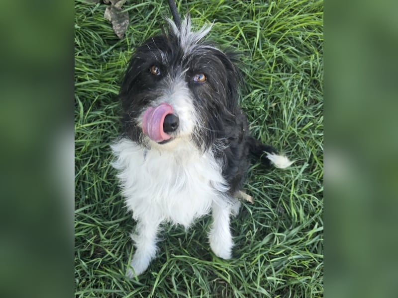 Birdie - Potential zum Familienhund