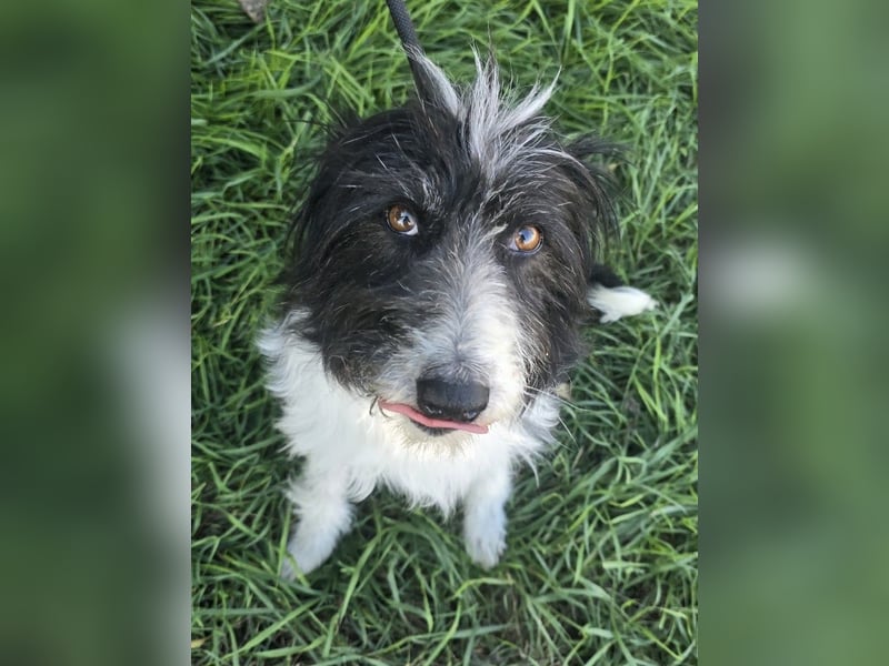 Birdie - Potential zum Familienhund