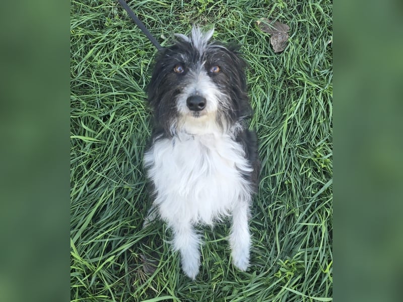 Birdie - Potential zum Familienhund