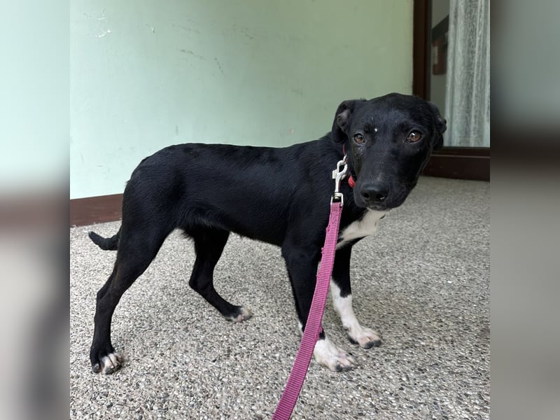 Gabi ein Engel auf 4 Pfoten