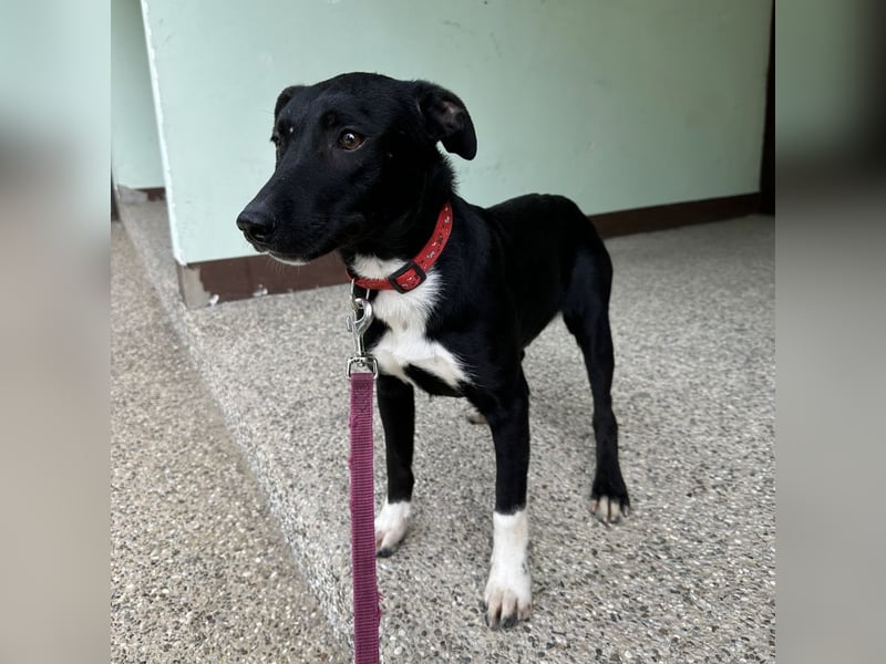 Gabi ein Engel auf 4 Pfoten