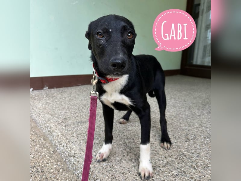 Gabi ein Engel auf 4 Pfoten