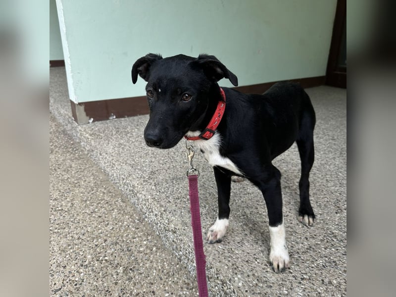 Gabi ein Engel auf 4 Pfoten