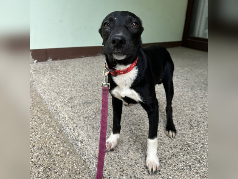 Gabi ein Engel auf 4 Pfoten